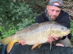 Common Carp