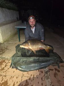 Common Carp