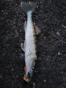 Zander