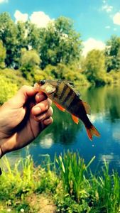 European Perch