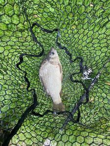 Crucian Carp