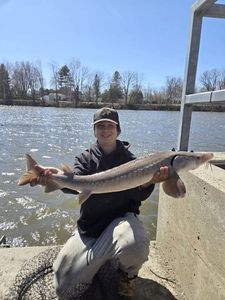 Sturgeon