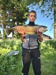 Rainbow Trout