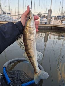 Zander
