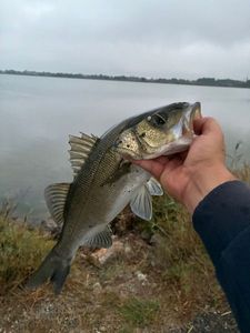 European Bass (Seabass)