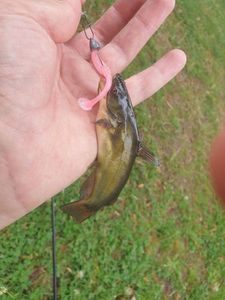 Black Bullhead