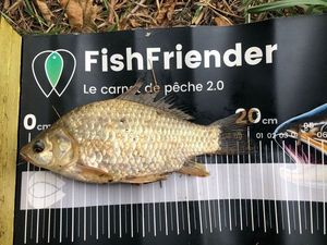 Crucian Carp