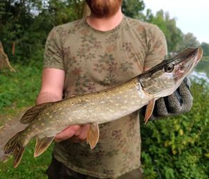 Northern Pike