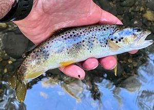 Brown Trout