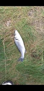 European Bass (Seabass)