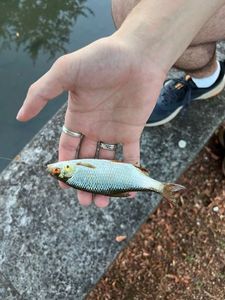Roach