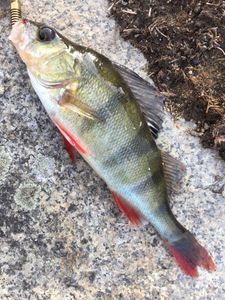European Perch