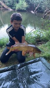 Common Carp