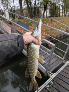 Northern Pike