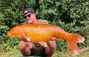 Koï Fish
