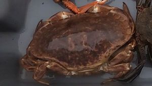 Brown Crab