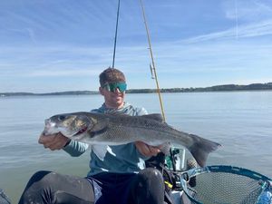 European Bass (Seabass)
