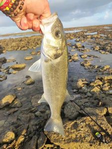 European Bass (Seabass)