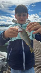 European Perch
