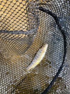 Atlantic Salmon (Juvenile)