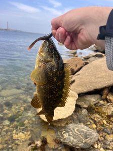 Ballan Wrasse