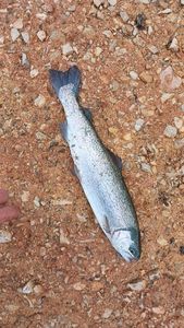 Rainbow Trout