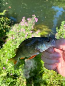European Perch