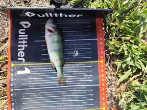 European Perch