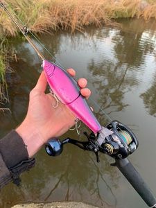 Murray Cod