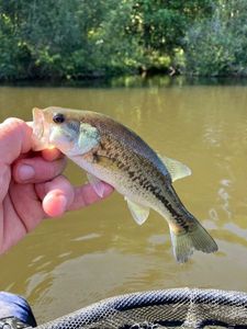 Largemouth Bass