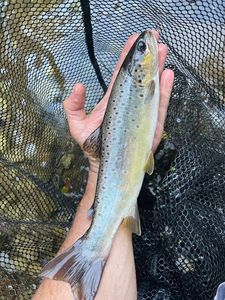 Brown Trout