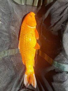 Koï Fish