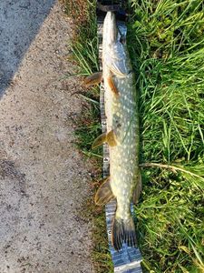 Northern Pike