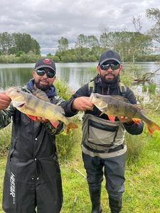 European Perch