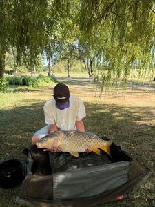 Common Carp