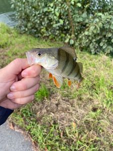 European Perch