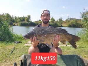 Common Carp