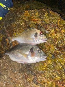 Gilthead Seabream