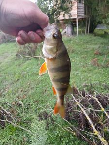 European Perch