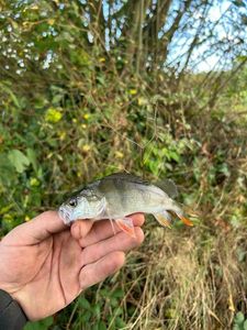 European Perch