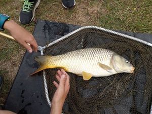 Common Carp