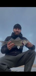 European Bass (Seabass)
