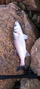 European Bass (Seabass)