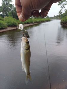 European Bass (Seabass)