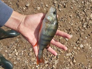 European Perch