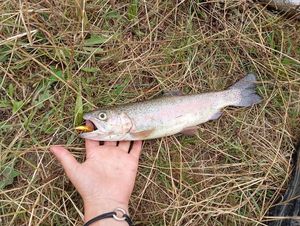 Rainbow Trout