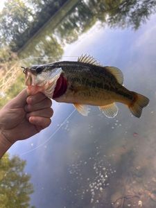 Largemouth Bass