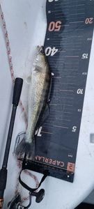 Zander