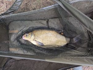 Common Bream