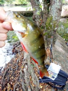 European Perch